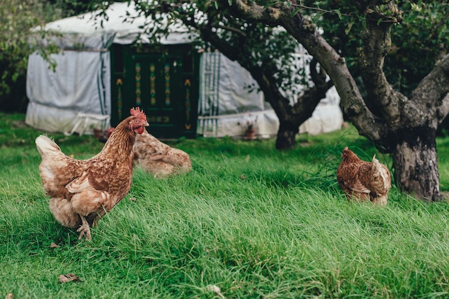 Chickens on the Farm