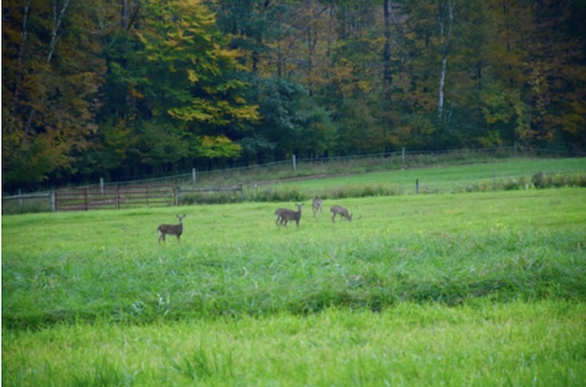 Deer On The Farm
