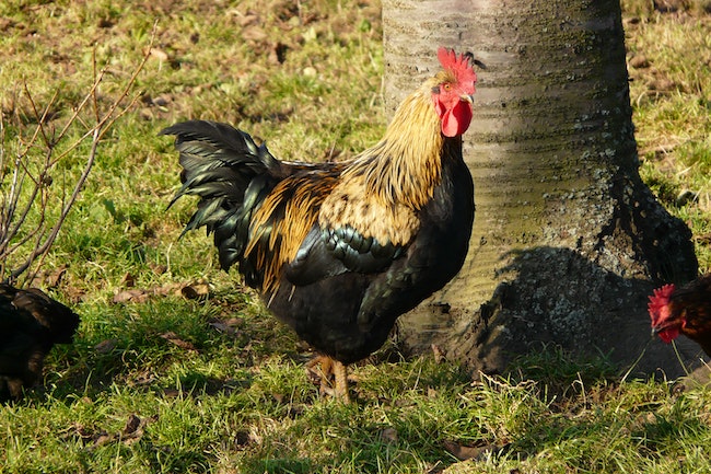 George the Rooster