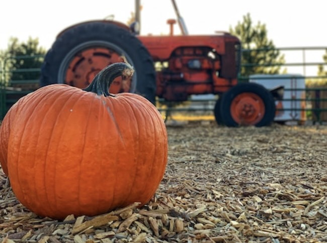 Pumpkin At New Hope farm